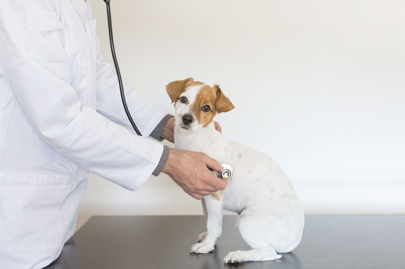The Ultimate Sales Tax Guide for Veterinarians